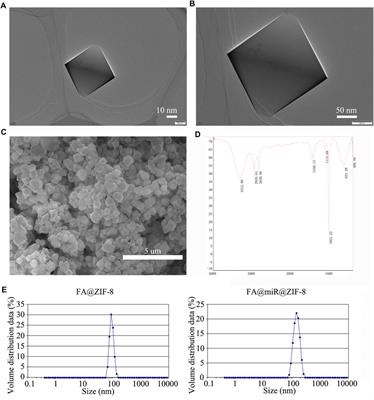 Folic Acid–Modified miR-491-5p–Loaded ZIF-8 Nanoparticles Inhibit Castration-Resistant Prostate Cancer by Regulating the Expression of EPHX1